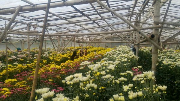 Kebun Bunga Krisan yang Nge-hits di Semarang