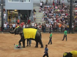 Ini Dia Pertunjukan Gajah Paling Memukau