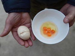 Wanita di China Ini Temukan 5 Kuning Telur dalam Sebutir Telur