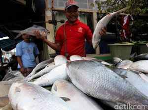 Jelang Imlek, Pedagang Ikan Bandeng Diserbu Warga