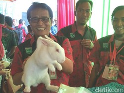 Ternak Kelinci untuk Alternatif Daging Sapi dan Kerbau