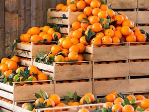 Ini 6 Hal Menarik Soal Buah Jeruk yang Perlu Anda Ketahui