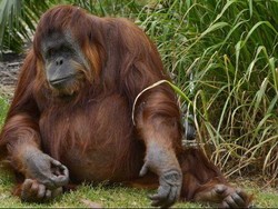 Karta Si Orangutan Mati Setelah Melahirkan di Adelaide Zoo