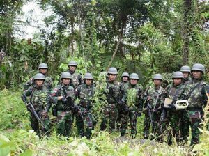 Ladang Ganja Berkedok Kebun Jagung Ditemukan di Perbatasan RI-PNG