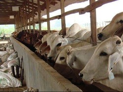 Sapi Australia Mulai Dikirim ke Indonesia Untuk Kebutuhan 2017