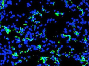 Embrio Chimera Monyet-Manusia Berhasil Dikembangkan, Picu Perdebatan Etik