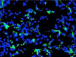 Embrio Chimera Monyet-Manusia Berhasil Dikembangkan, Picu Perdebatan Etik