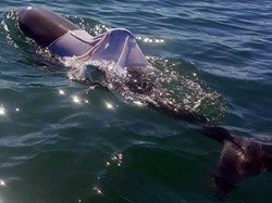 Petugas Taman dan Satwa Liar ini Cari Lumba-lumba Tersangkut Kaus