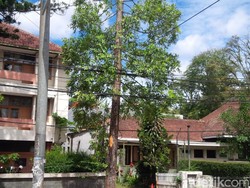 Ini penjelasan Pemkot Bandung Soal Pemangkasan Pucuk Puluhan Pohon di Dago
