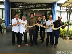 Ular Sanca Sepanjang 3,6 M Ditemukan di Kantor DPMPTSP yang Disegel