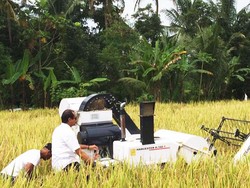 Kementan Ambil Bagian pada Panen Raya Padi di Sleman