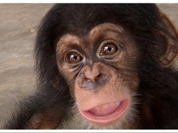 Nyamar Pembeli dari DKI, BBC Bongkar Penyelundupan Bayi Simpanse