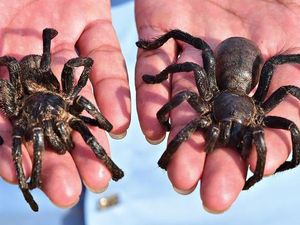 Berani Makan Tarantula?