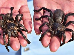 Berani Makan Tarantula?