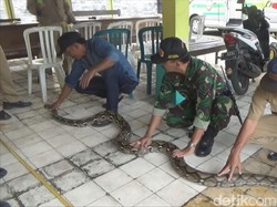 Ular Sanca Pemangsa Ternak Warga Berhasil Ditangkap