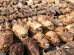 Pasar Jimat Terbesar Sedunia, Seperti Apa Ya?