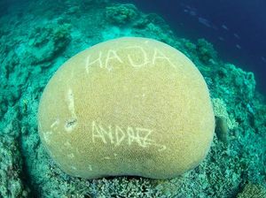 Imbauan Bagi Operator Selam di Raja Ampat