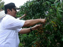 Perkebunan, Sektor Menjanjikan di Kota Metropolitan Semarang