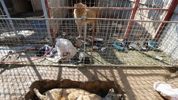 Miris, Begini Kondisi Kebun Binatang di Mosul