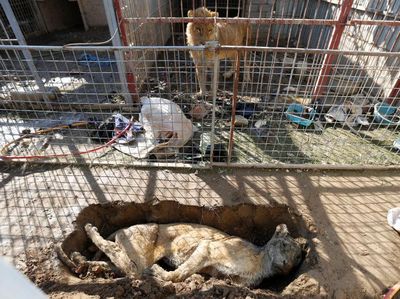 Miris, Begini Kondisi Kebun Binatang di Mosul