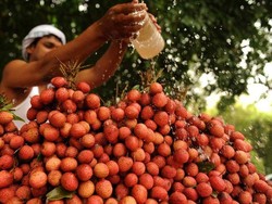 Makan Leci Saat Perut Kosong, Sekitar 100 Anak di India Meninggal