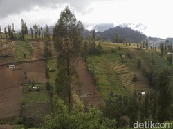 3 Kecamatan di Kaki Bromo akan Dijadikan Kampung Keripik Kentang