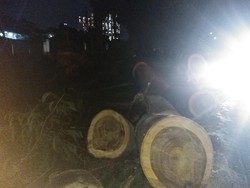 Ini Pohon Sengon Tumbang yang Tewaskan Pemotor di Depok