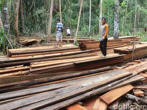Suaka Margasatwa di Riau Dijarah Pembalak, Kayu-kayu ini Buktinya
