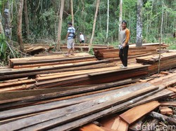 Suaka Margasatwa di Riau Dijarah Pembalak, Kayu-kayu ini Buktinya