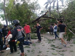 Korban Tewas Pohon Tumbang Timpa Pemotor di UI Jadi 2 Orang