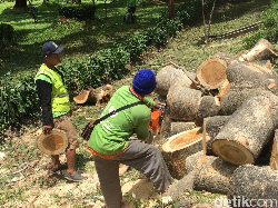 Potongan Pohon yang Tewaskan Pasutri di  Dekat UI Dirapikan