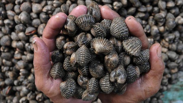 KERANG LAUT Pedagang menujukkan hasil tangkapan kerang laut yang dijual di Perkampungan Nelayan Tungkal II, Kuala Tungkal, Tanjung Jabung Barat, Jambi, Minggu (5/2). Kerang laut tersebut dijual Rp15 ribu per kilogram. ANTARA FOTO/Wahdi Septiawan/17.