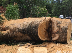 Nasib Alfa, Balita Anak Korban Tewas Pohon Tumbang di Dekat UI
