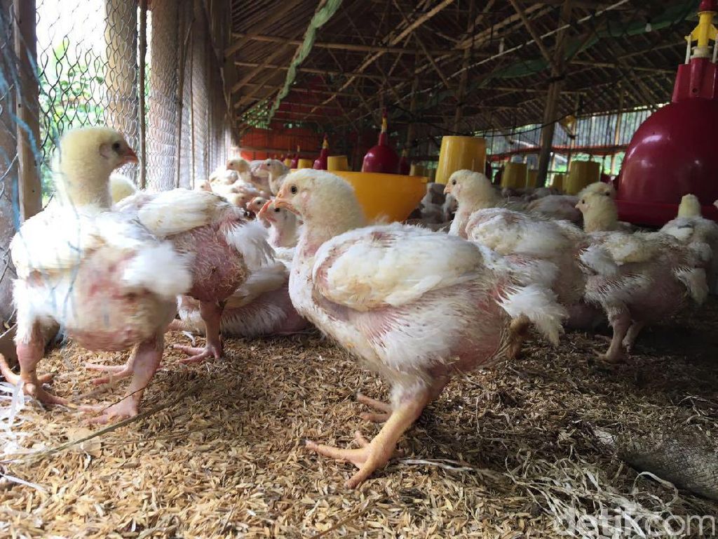 Ini yang Bikin Harga Ayam di Peternak Naik Jadi Rp 21.000/Kg Ini yang Bikin Harga Ayam di Peternak Naik Jadi Rp 21.000/Kg