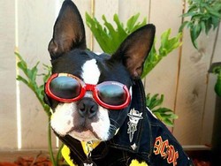 Wanita Ini Resign dari Kantor Demi Membuat Baju untuk Anjing