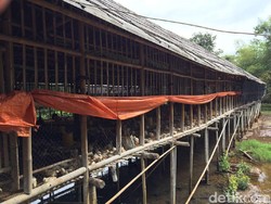 Harga Ayam di Peternak Anjlok Jadi Rp 12.500/Ekor, Ini Penyebabnya