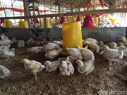 Harga Ayam Terjun Bebas Bikin Peternak Rakyat Sekarat