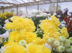 Bukan di Puncak, Ini Taman Bunga di Malino