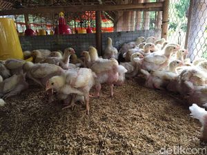 Peternak Ngeluh: Harga Pakan Masih Mahal, Harga Telur Dipaksa Turun