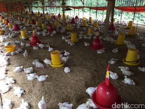 Apa yang Bikin Harga Ayam Anjlok? Ini Jawaban Kementan