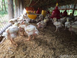KPPU: Harga Ayam Harusnya Paling Mahal Rp 27.000/Ekor