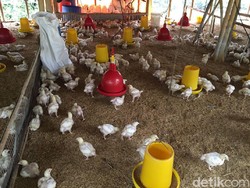 Harga Ayam Anjlok, Peternak Minta Ini ke Pemerintah