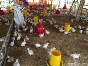 Harga Ayam Anjlok, Peternak Minta Ini ke Pemerintah Harga Ayam Anjlok, Peternak Minta Ini ke Pemerintah