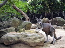 Jumpa Aneka Satwa Asli Australia di Kebun Binatang Taronga