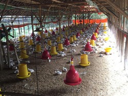 Efek Corona, Peternak di Jabar Obral Ayam Gegara Permintaan Minim