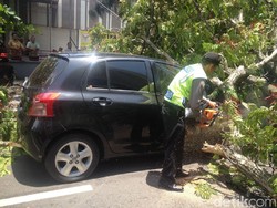Pohon Trembesi di Semarang Tumbang Menimpa Mobil