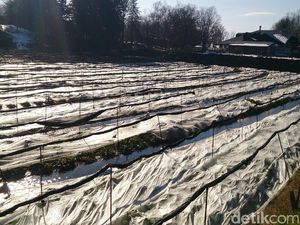 Sudah Tahu? Ini Dia Kebun Penghasil Wasabi di Jepang