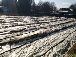 Sudah Tahu? Ini Dia Kebun Penghasil Wasabi di Jepang