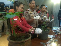 Tanam Ganja di Rumah, Ketua RT di Bogor Ditangkap