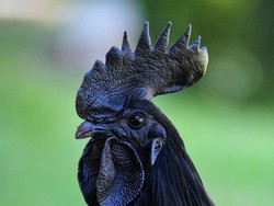 Ayam Cemani Asal Indonesia Dijuluki Lamborghini di Dunia Unggas